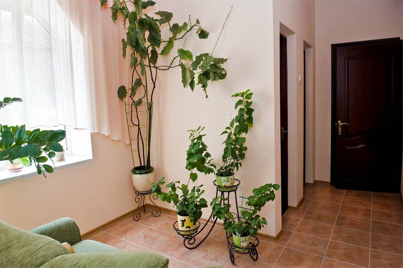 Фотографии номера Улучшенный двухместный номер Делюкс с 1 кроватью или 2 отдельными кроватями в Гостевом доме Приморский парк- Rooms-park Ялта